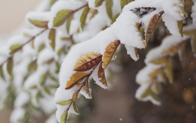 Снігу не буде: синоптики дали прогноз на неділю